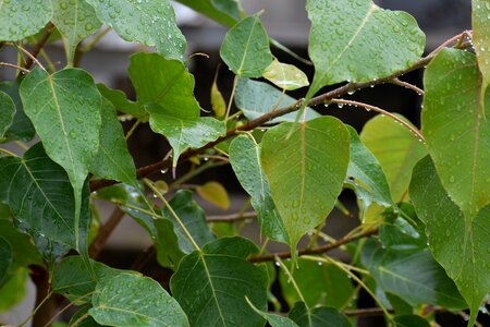 Rain drops bodhi leaves green