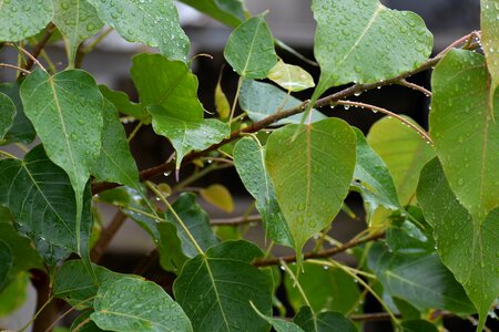 Rain drops bodhi leaves green photo