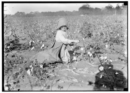 Edith, a five year old cotton picker on H.M. Lane's farm Bells, Tex. (Near Denison). 'She's a good steady picker. Works all day long,' her aunt said. See also other photos taken here. LOC nclc.05522