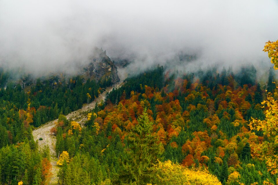 Forest suedallgaeu mountains
