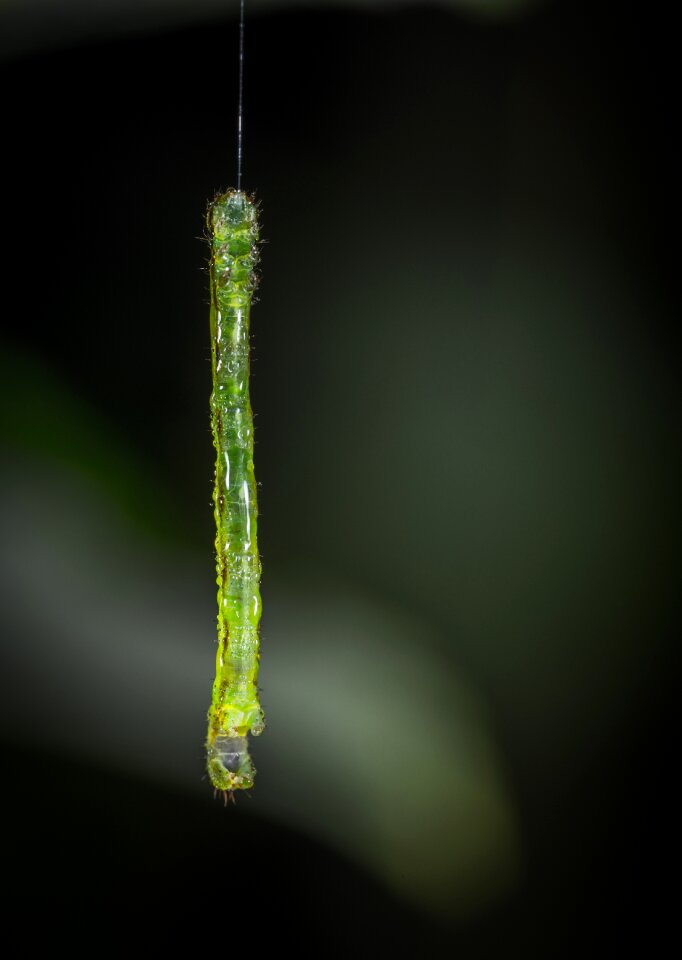 No one insect caterpillar