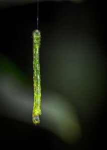 No one insect caterpillar
