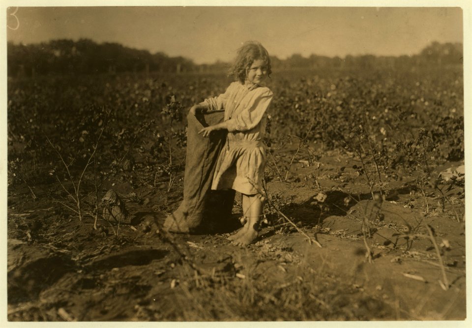 Edith, a five year old cotton picker on H.M. Lane's farm Bells, Tex. (near Denison). 'She's a good steady picker. Works all day long,' her aunt said. See also other photos taken here. LOC cph.3b24276
