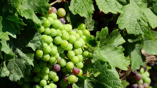 Wine grapes the grapes