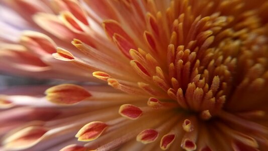 Desktop closeup brown flower