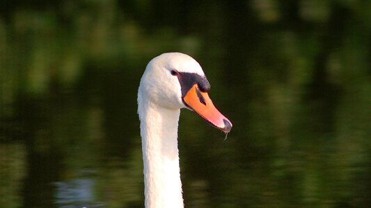 Water water bird bird photo