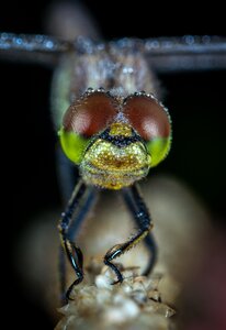 Dragonfly nature macro