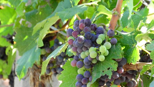 Wine grapes the grapes