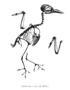 Edoliisoma morio 167