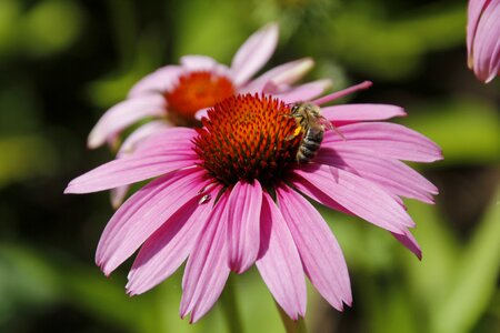 Close up pollination nectar photo