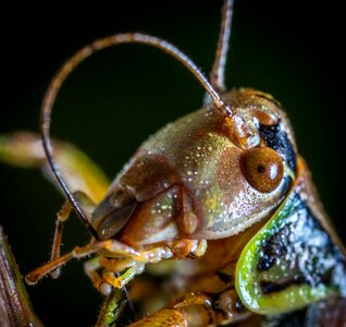 Insect animals grasshopper