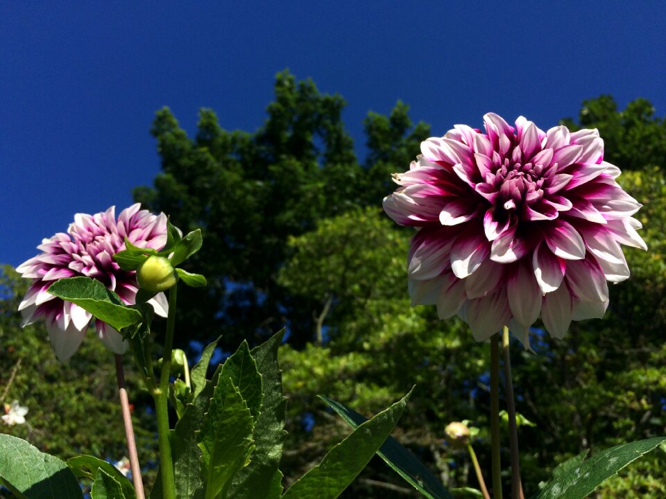 Flower sky deep pink photo