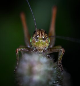 Grasshopper animals macro photo