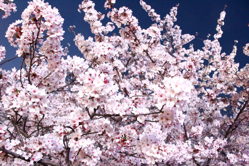 Cherry tree wood quarter