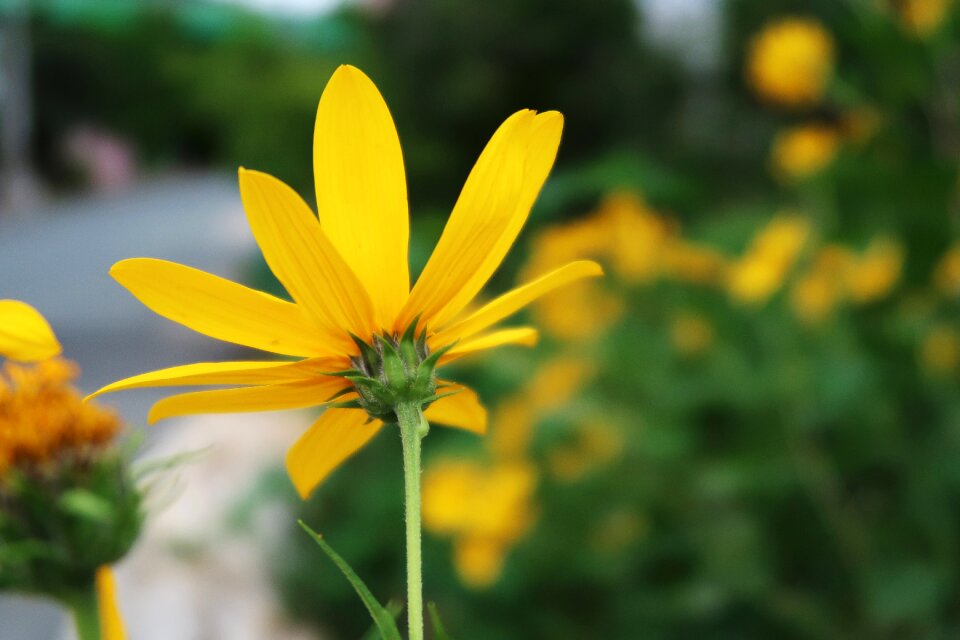 Geumgyeguk parasitic the first speed flower garden