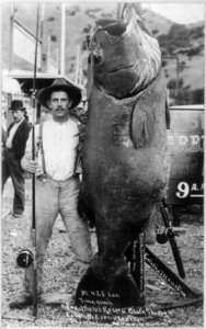 Edward Llewellen with the World's Record Black Sea Bass, which he caught, (425 lbs.), at Catalina Island, Calif., Aug. 26, 1903 LCCN2004679562