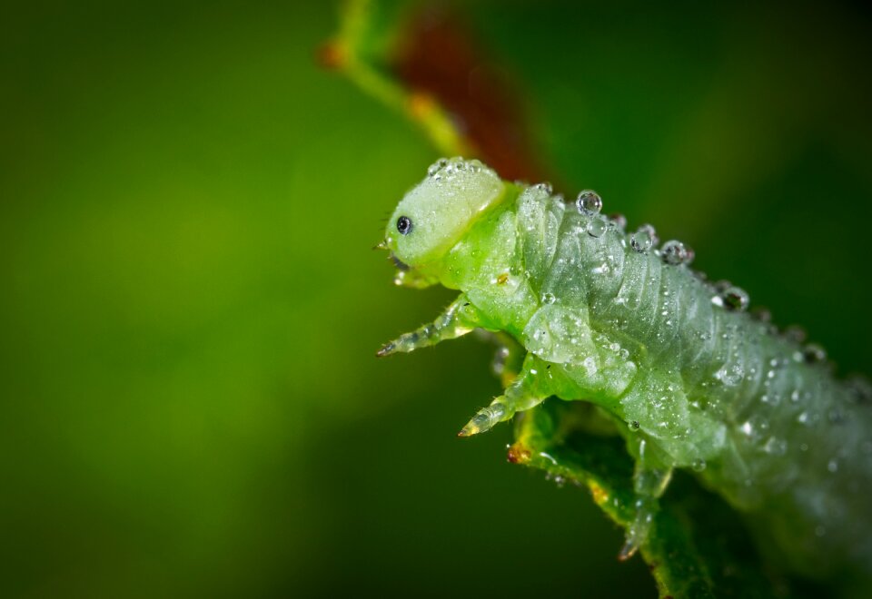 Bespozvonochnoe sawfly macro