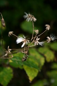 Autumn close up nature photo