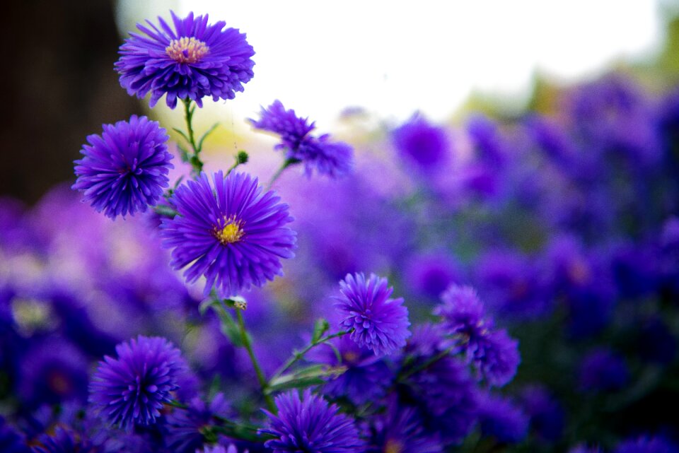 Beauty landscape flower garden