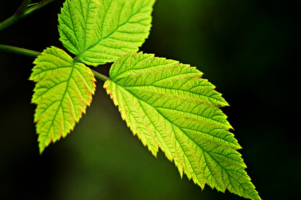 Leaves plant photosynthesis