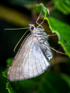 Wing bespozvonochnoe lepidoptera