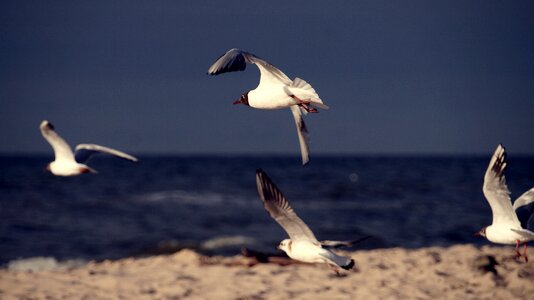 The coast of the baltic sea seagull the coast