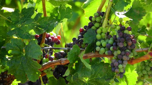 Grapes the grapes blue grapes