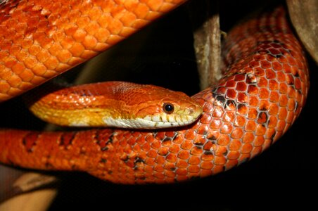 Corn snake pattern
