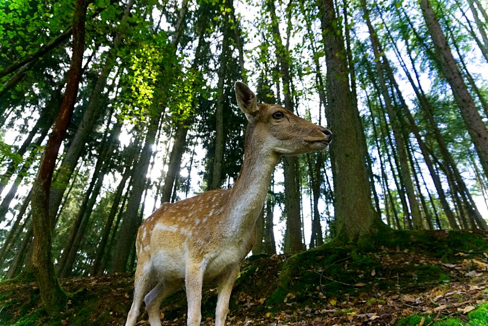 Fallow deer forest animal