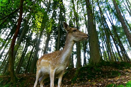 Fallow deer forest animal photo