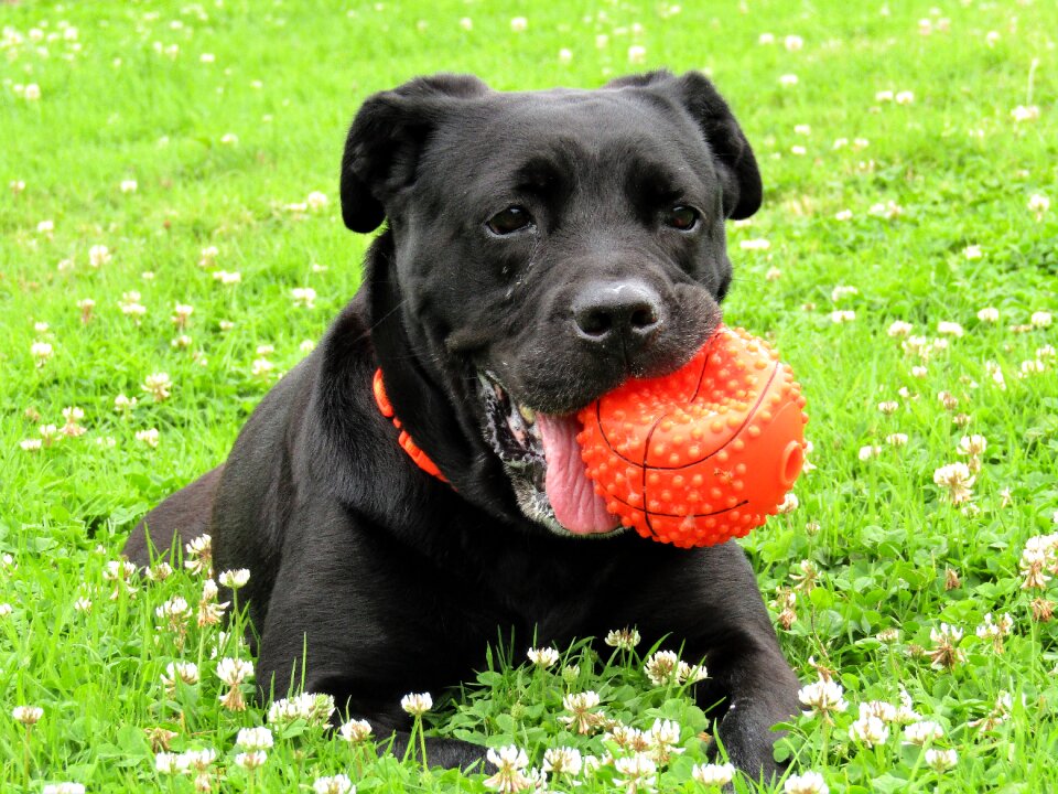 Cute animal dog portrait