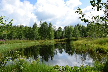 Water pond mare photo