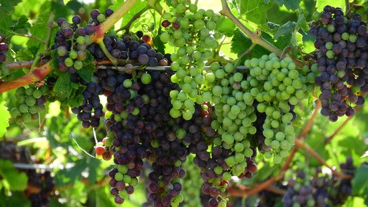 Grapes the grapes blue grapes