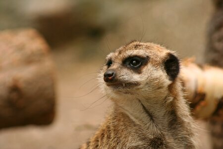 Zoo mammal meerkat
