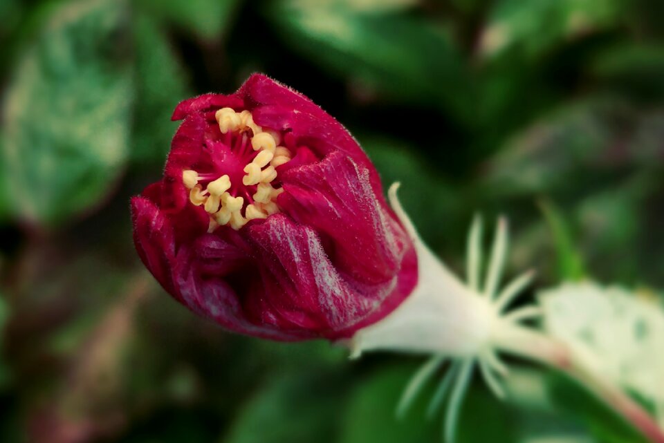 Macro nature flora