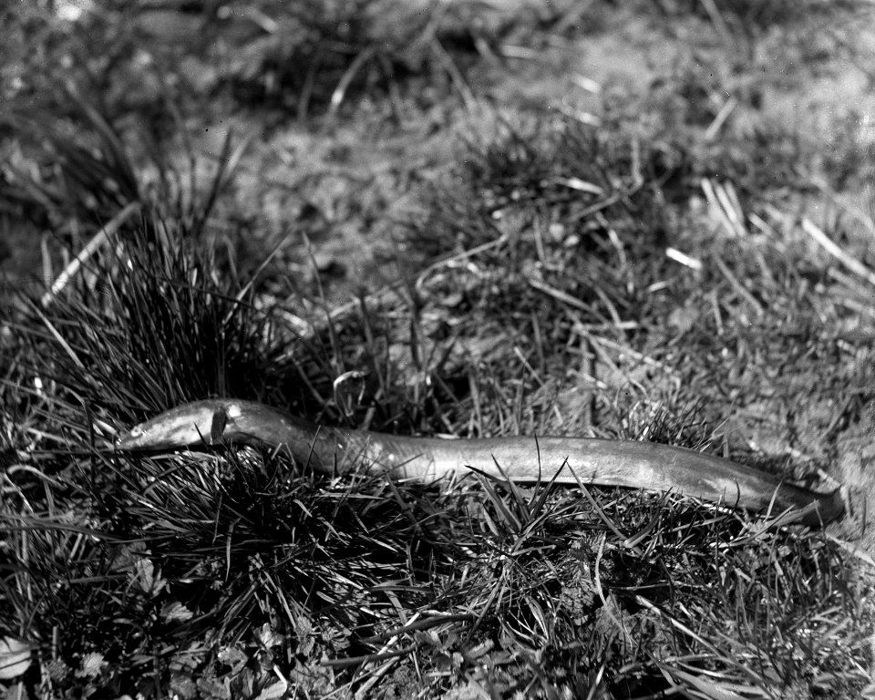 Eel, sharp-nosed YORYM-S476
