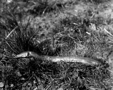 Eel, sharp-nosed YORYM-S476