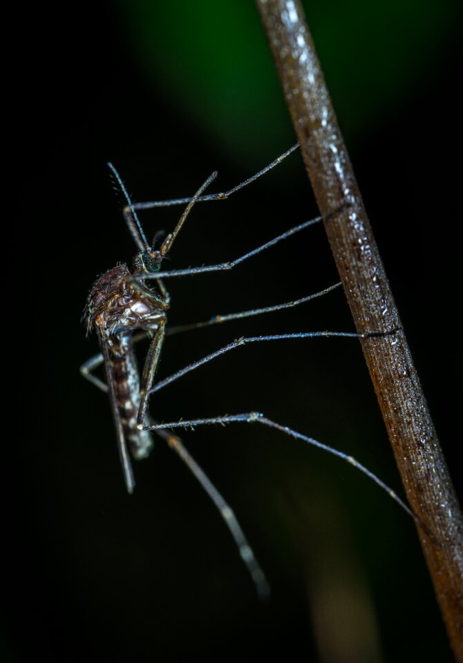 Living nature the mosquito stem