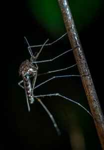 Living nature the mosquito stem