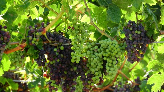 Grapes the grapes blue grapes