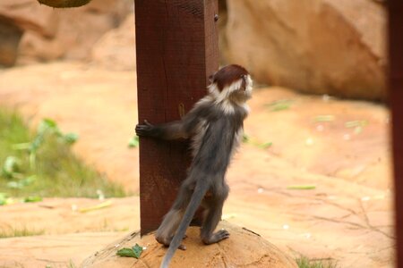 Baby monkey looking