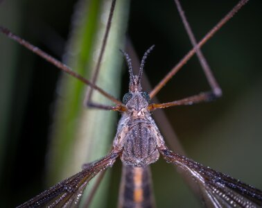 No one macro mosquito dolgonogi