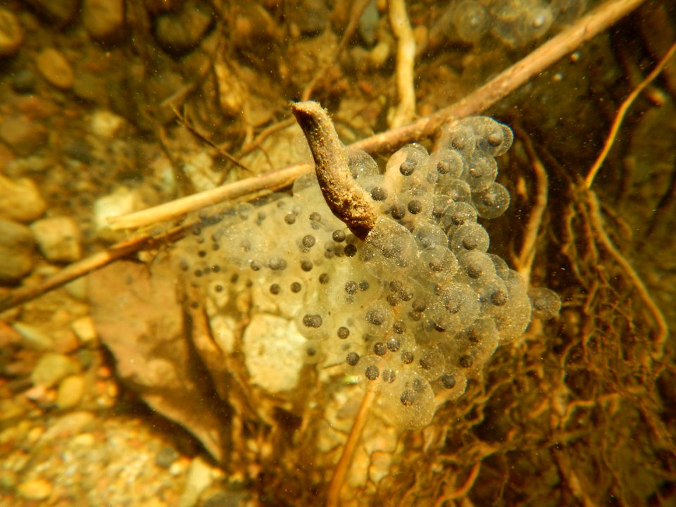 Egg Masses Discovered (33576133605)