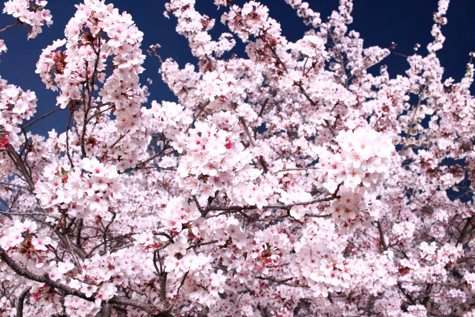 Pink flower cherry tree flowers