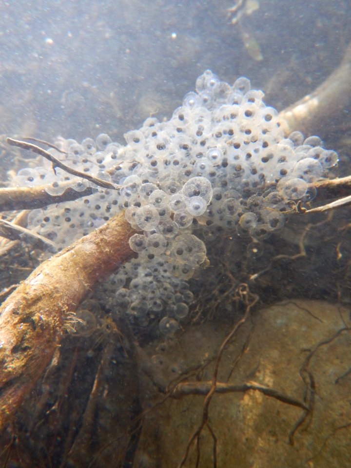 Egg Masses Discovered (32732933434)