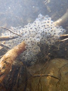 Egg Masses Discovered (32732933434)