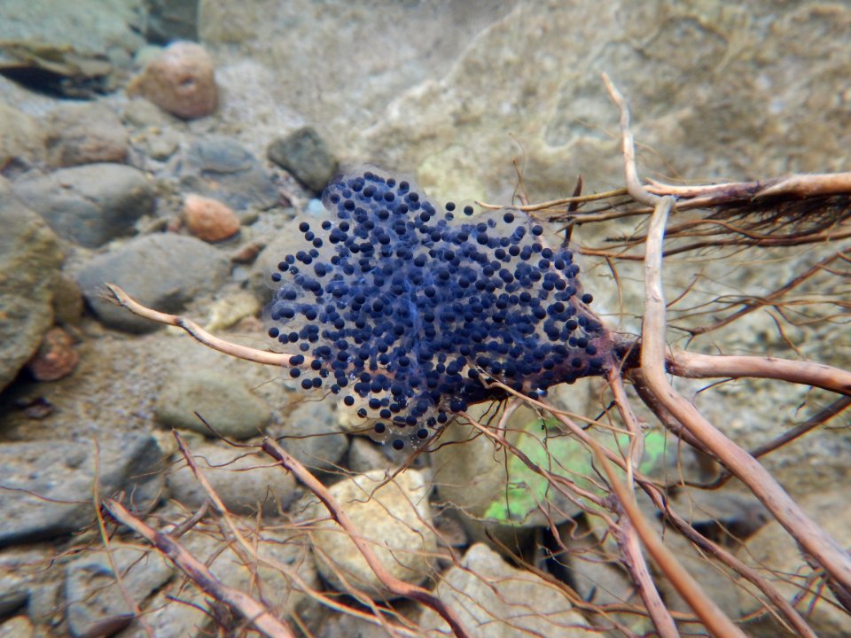 Egg Masses Discovered (33535478926)