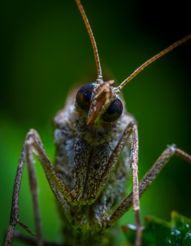 Bespozvonochnoe nature moth