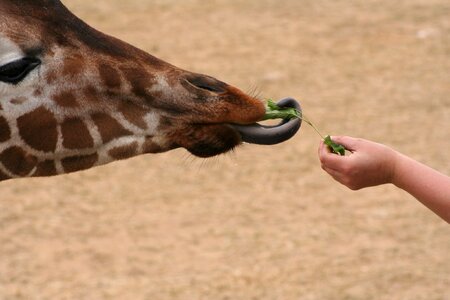 Tong eating animal