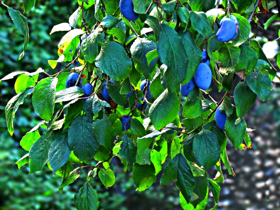 Nature fruit collections